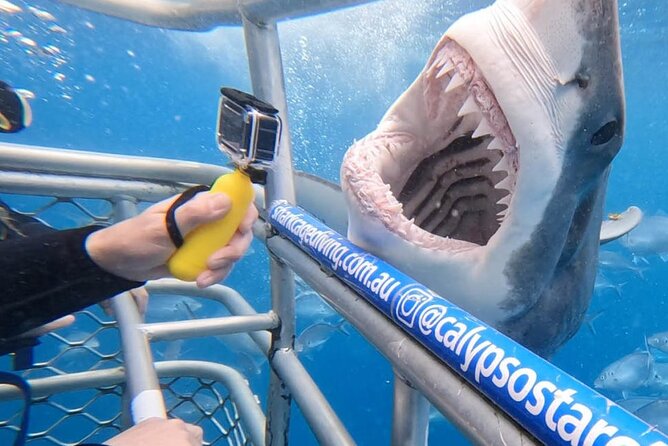 Shark Cage Diving with transport from Cape Town - Key Highlights You Should Know