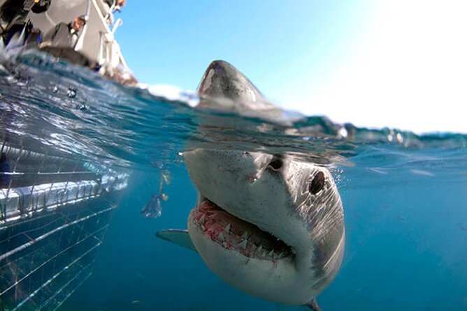 Shark Cage Diving with transport from Cape Town - Cape Town Pickup to Gansbaai: The Long Day That Actually Makes Sense