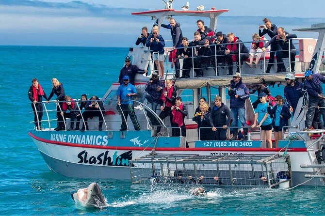 Shark Cage Diving with transport from Cape Town - Boat Size, Group Cap, and Why That One Detail Can Change Your Day