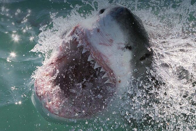 Shark Cage Diving with transport from Cape Town - Photos, Snacks, and Bringing Home Proof (Without Overthinking It)