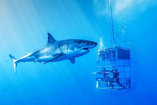 Shark Cage Diving with transport from Cape Town - Breakfast, Wetsuit Fitting, and Gear You Do Not Have to Hunt Down