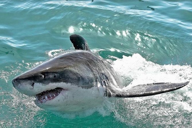 Shark Diving Full Day Guided Return Transfer to Gansbaai from Cape Town - From Cape Town to Gansbaai: The drive that sets the mood