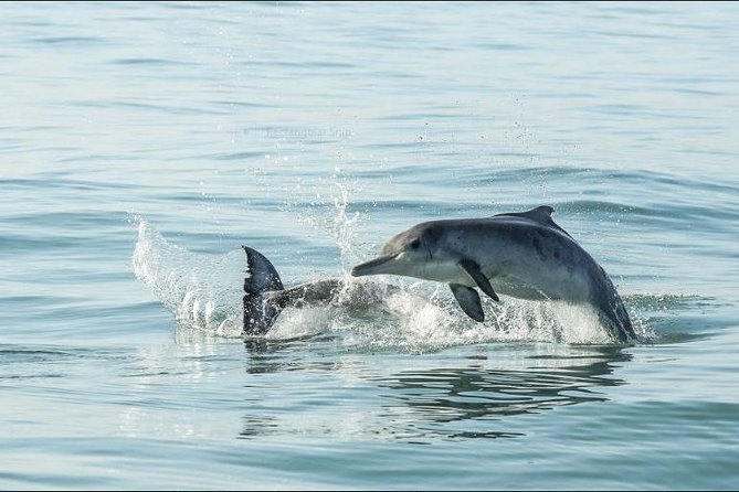Shark Diving Full Day Guided Return Transfer to Gansbaai from Cape Town - Price and value: What you pay for, and what you should budget