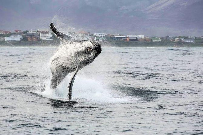 Shark Diving Full Day Guided Return Transfer to Gansbaai from Cape Town - Group size and the private feel: What the day is like in motion
