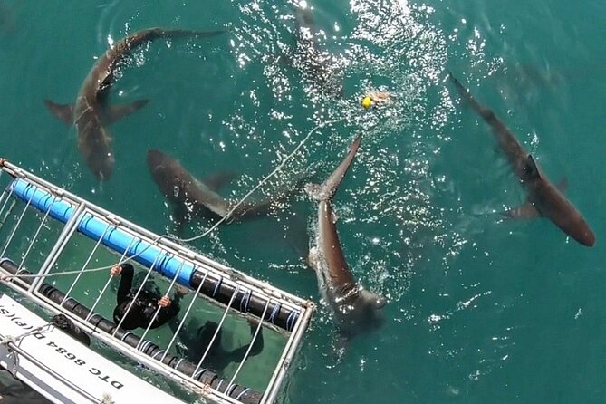 Shark Explorers - What Makes This 4-Hour Tour Feel Easy and Well Run