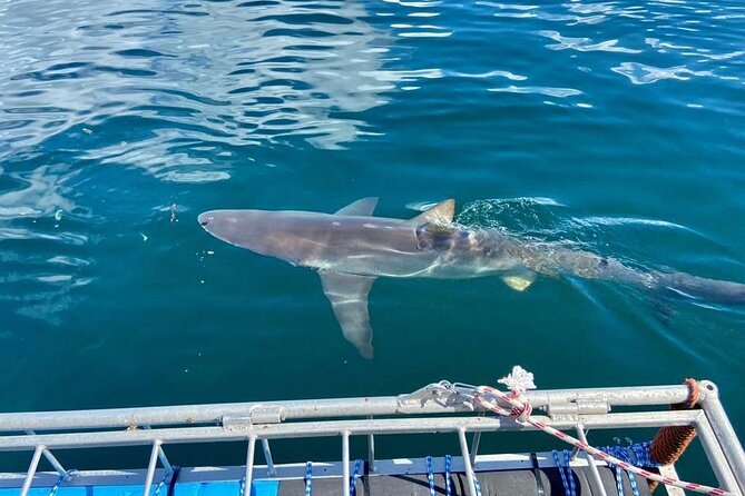 Shark Explorers - Meeting at 62 St George’s St, Simon’s Town: Quick Check-In Energy