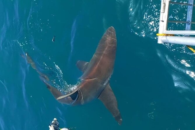Shark Explorers - Included Comforts That Make the Day Worth It