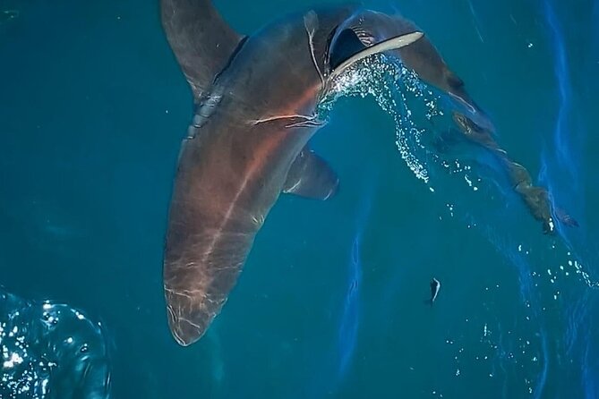 Shark Explorers - Who This Tour Fits Best in Cape Town