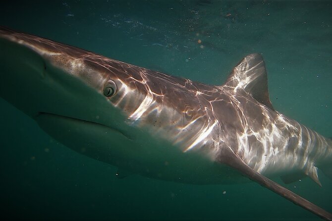 Shark Explorers - Inside the Cage in False Bay: Close-Up, Controlled, and Manageable