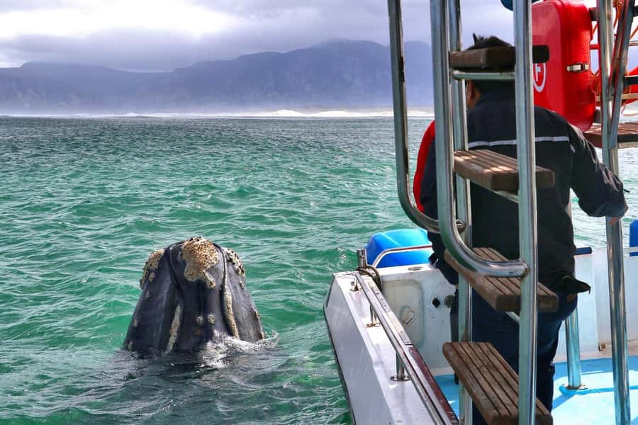 Shark & Whale Trip Combo - Key things to know before you go