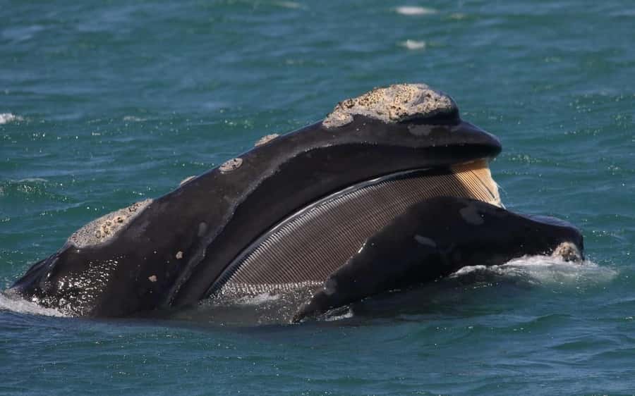 Shark & Whale Trip Combo - Kleinbaai check-in, breakfast, and how the day flows
