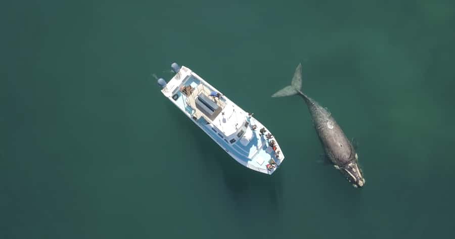 Shark & Whale Trip Combo - What it feels like in the cage (and what to bring)