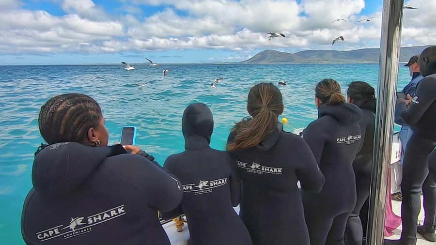 Shark & Whale Trip Combo - Food, comfort, and what your $283 buys you
