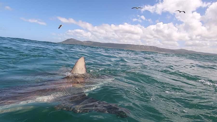 Shark & Whale Trip Combo - Should you book Cape Shark Adventures’ shark and whale combo?