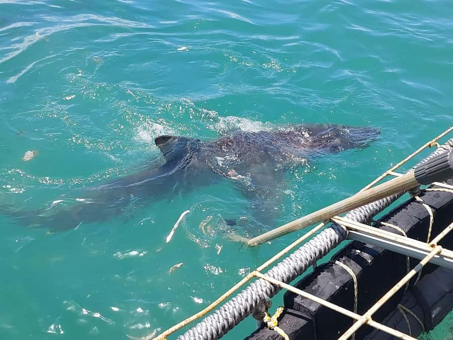 Shark & Whale Trip Combo - FAQ
