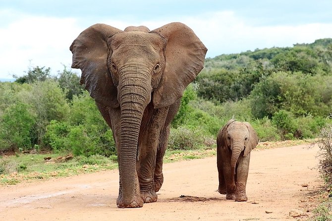 Shore Excursion Cruise Ships Port Elizabeth, Addo Elephant Park - Key points before you go