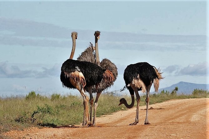 Shore Excursion Cruise Ships Port Elizabeth, Addo Elephant Park - Itinerary Reality Check: The Comfort Breaks That Keep the Day Fun