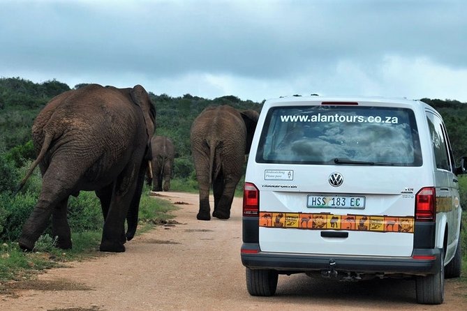 Shore Excursion Cruise Ships Port Elizabeth, Addo Elephant Park - Price and Value: What $155.84 Really Buys You