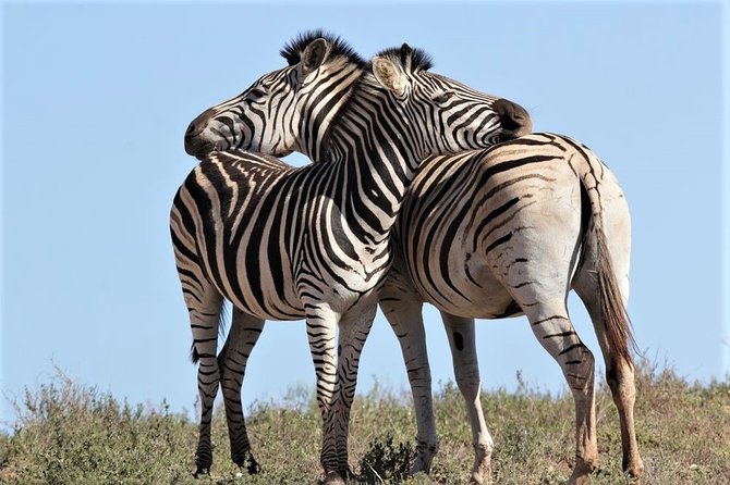 Shore Excursion Cruise Ships Port Elizabeth, Addo Elephant Park - Who This Safari Fits Best (and Who Should Think Twice)