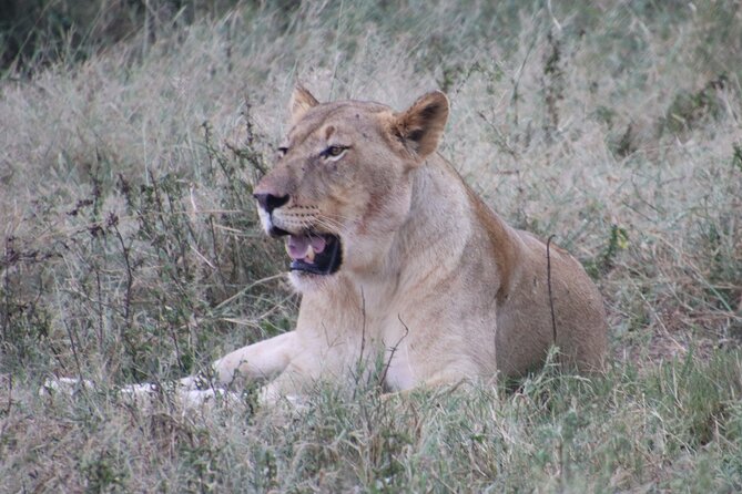 Shore Excursion Richards Bay Big 5 Safari Experience - Key Highlights You Should Actually Care About