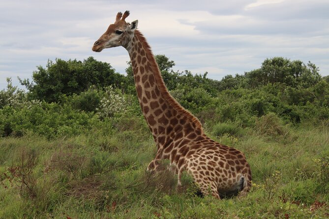 Shore Excursion Richards Bay Big 5 Safari Experience - Hluhluwe-iMfolozi: The Rhino Story Behind a Great Safari Day