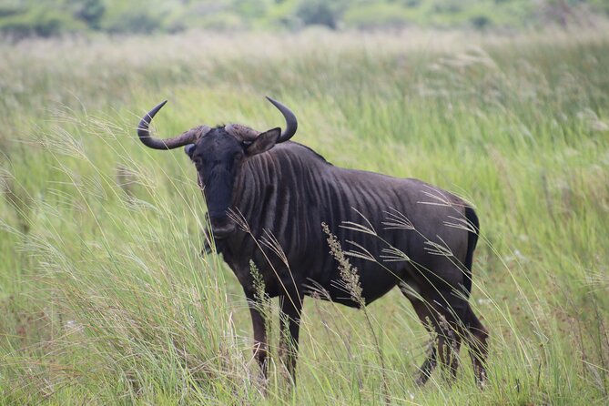 Shore Excursion Richards Bay Big 5 Safari Experience - Best Fit for Your Safari Style (and Who Might Pass)