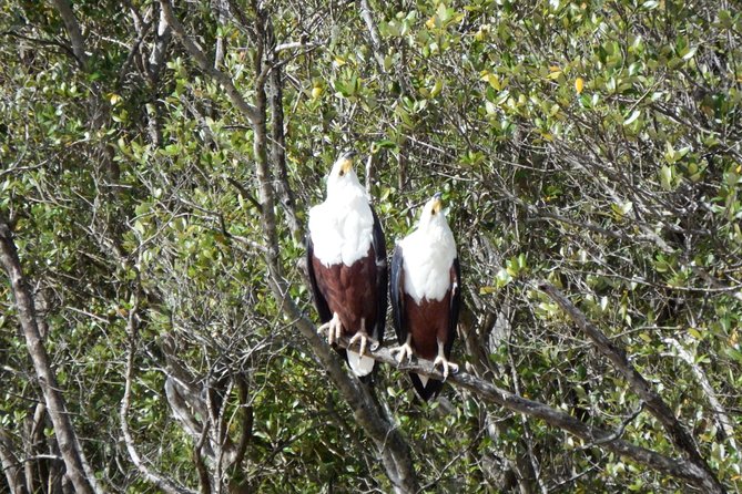 Shoreline Hippo and Crocodile Boat Cruises, iSimangaliso Wetland Park - Lake St Lucia: why this cruise feels different