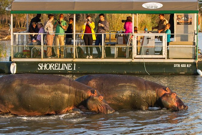 Shoreline Hippo and Crocodile Boat Cruises, iSimangaliso Wetland Park - The wildlife reality check: hippos yes, crocodiles not guaranteed