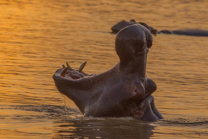 Shoreline Hippo and Crocodile Boat Cruises, iSimangaliso Wetland Park - Price and value: $23.01 for two hours on the water