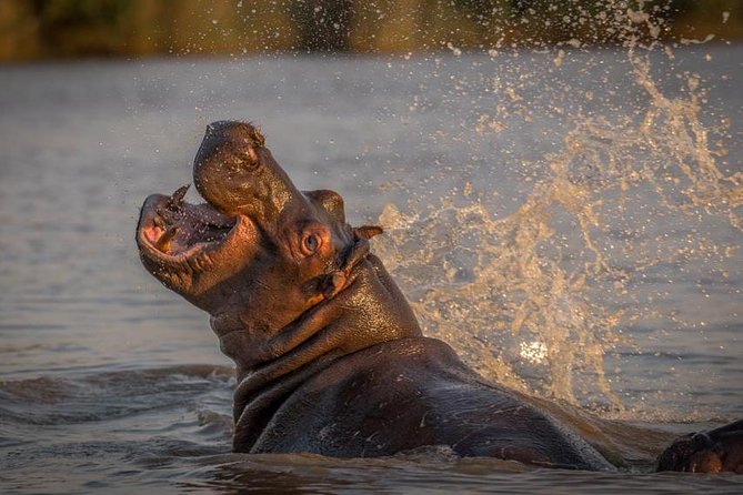 Shoreline Hippo and Crocodile Boat Cruises, iSimangaliso Wetland Park - Small-group viewing: the comfort and sightlines you feel