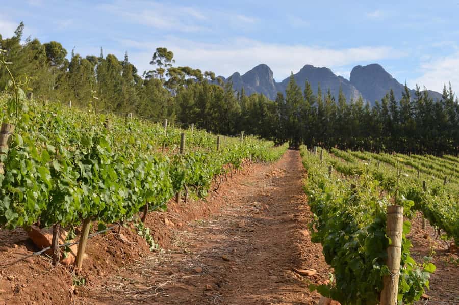Sip & Savor : A Perfect Half-day Wine Escape to Stellenbosch - Price and Value Check for About $53 Per Person