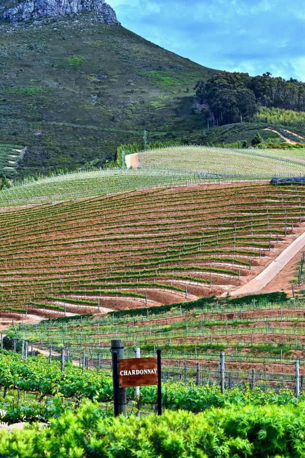 Sip & Savor : A Perfect Half-day Wine Escape to Stellenbosch - Practical Tips Before You Go