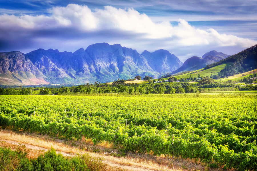 Sip & Savor : A Perfect Half-day Wine Escape to Stellenbosch - Potential Snags to Plan Around