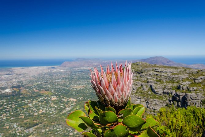 Skeleton Gorge to Table Mountain summit - Key highlights from this Table Mountain summit hike