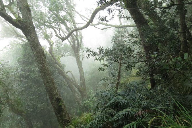 Skeleton Gorge to Table Mountain summit - Booking tips that make the day smoother