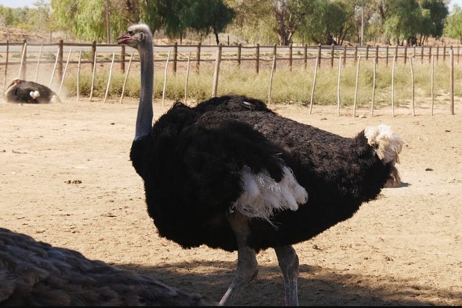 Skip the Line: Highgate Ostrich Farm Tour Ticket - Who This Tour Is Best For (And Who Might Want Something Else)