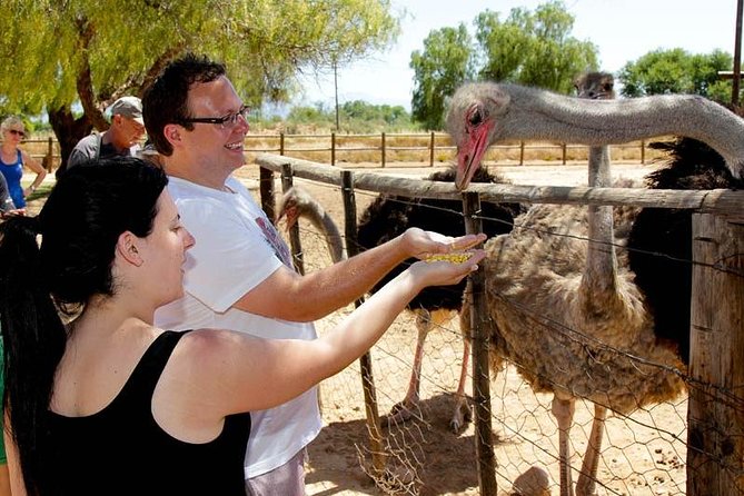 Skip the Line: Highgate Ostrich Farm Tour Ticket - Farmlands and Craft Work: Feathers, Eggs, and Leather in Context