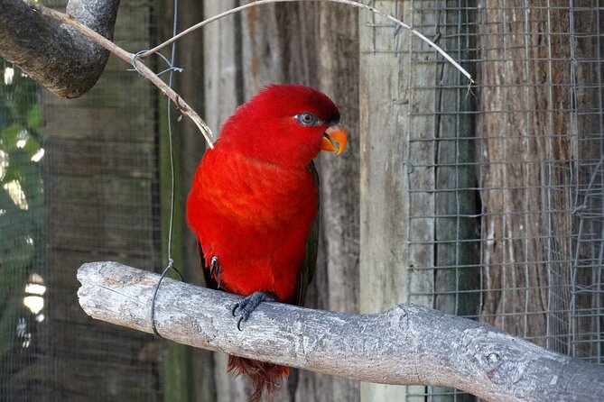 Skip the Line: World of Birds Admission Ticket - Key highlights to know before you go