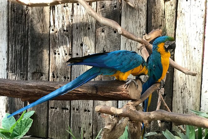Skip the Line: World of Birds Admission Ticket - World of Birds in Hout Bay: what makes this place worth your time