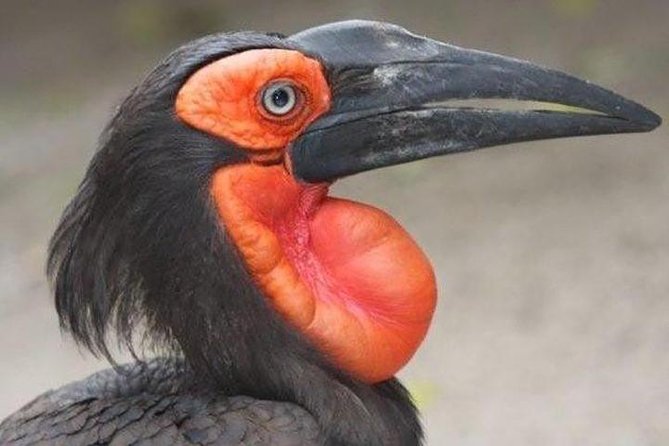 Skip the Line: World of Birds Admission Ticket - Bird exhibits and guides: how to get more than quick sightseeing