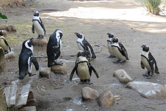 Skip the Line: World of Birds Admission Ticket - Monkey Jungle: squirrel monkeys that steal the show