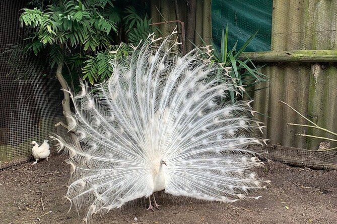 Skip the Line: World of Birds Admission Ticket - Timing, duration, and how to fit it into your Cape Town plans