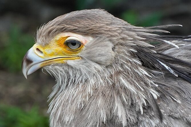 Skip the Line: World of Birds Admission Ticket - Who this is best for, and who might want to adjust expectations