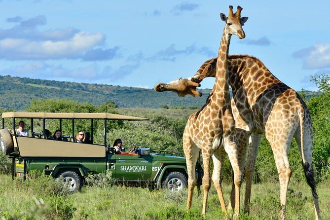 Small Group 3 Day Garden Route Adventure from Cape Town - Practical tips so the pace feels fun, not stressful