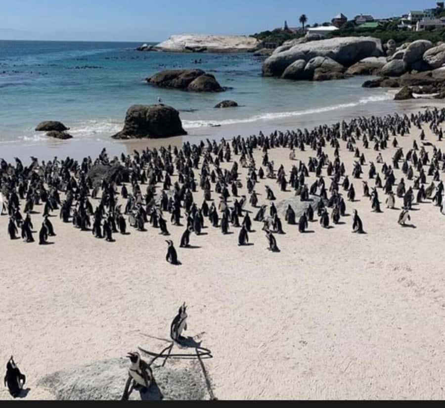 Small Group: African Penguins,Boulders beach-Half-Day Tour. - Key highlights worth showing up for