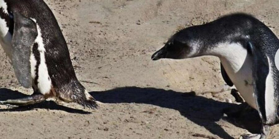 Small Group: African Penguins,Boulders beach-Half-Day Tour. - Should you book this African penguins and Chapmans Peak half-day tour?