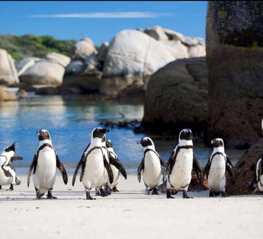 Small Group: African Penguins,Boulders beach-Half-Day Tour. - Boulders Penguin Colony: how the guided visit really helps