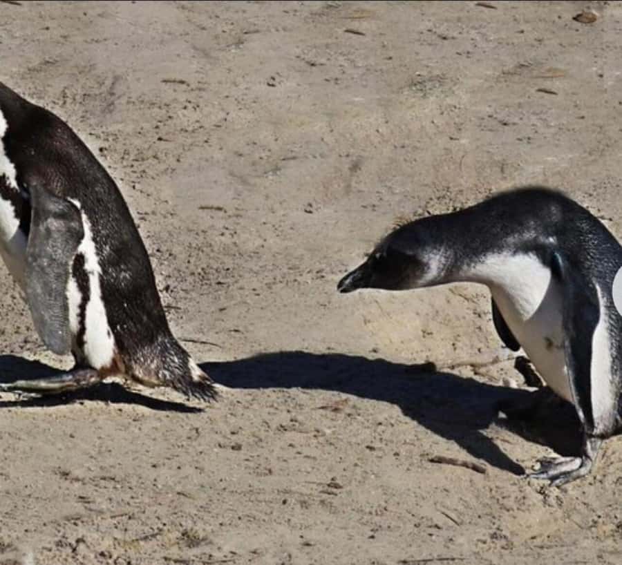 Small Group: African Penguins,Boulders beach-Half-Day Tour. - Chapmans Peak Drive viewpoint stop: what you should expect