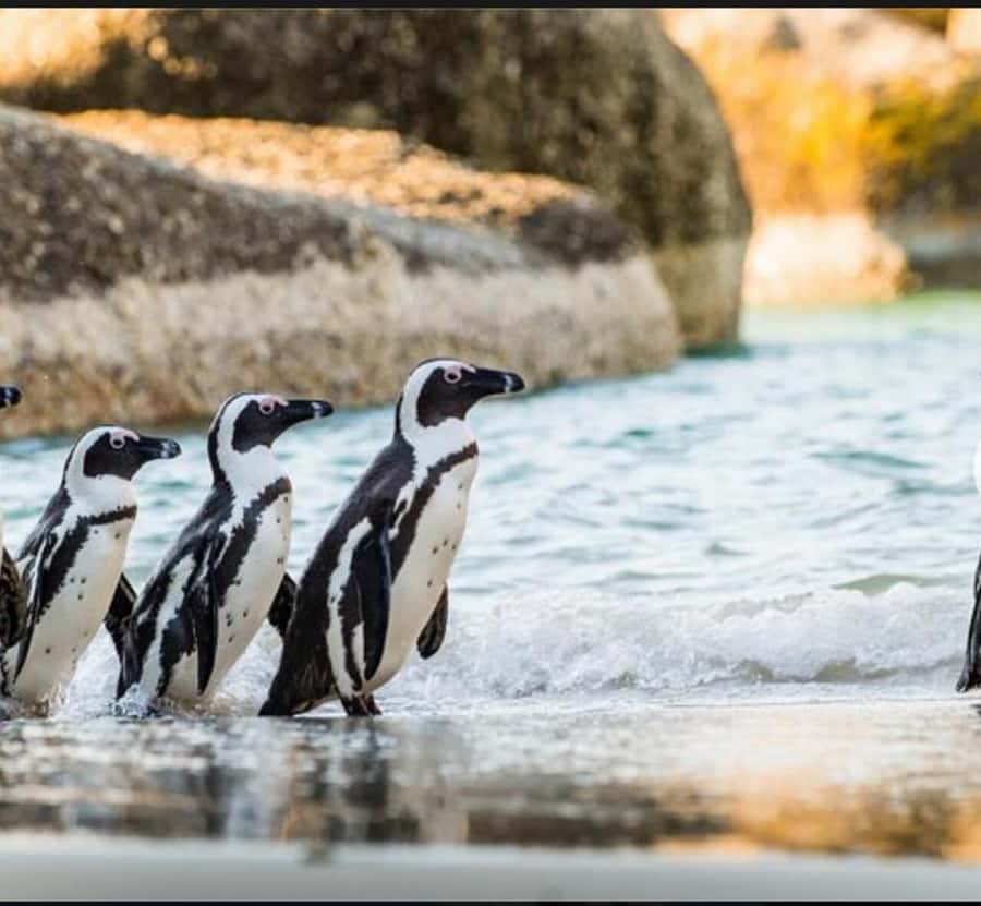 Small Group: African Penguins,Boulders beach-Half-Day Tour. - Pickup, timing, and the small-group feel
