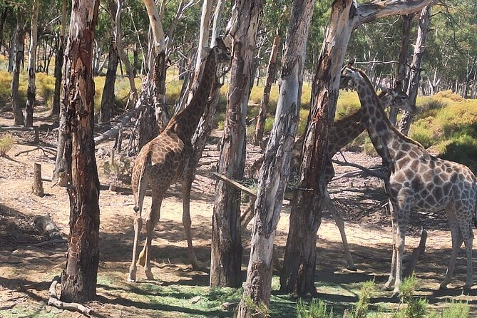 Small Group Cape Town Big 5 Safaris to Aquila Game Reserve - What you pay for, what you still need to budget, and why it matters